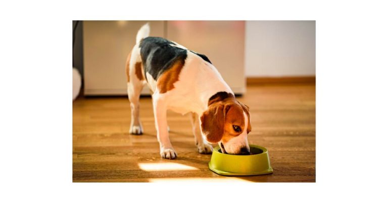 Best Soft Dog Food for Older Dogs with Bad Teeth to Improve Health and Comfort